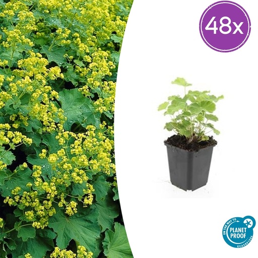 "48x Alchemilla mollis - ↕10-25cm - Ø9cm image"