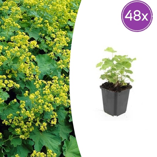 "Weicher Frauenmantel 48er-Set (Alchemilla mollis) – winterharte Staude, Topf-Ø 9 cm, Höhe ca. 25 cm image"