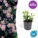 48x Aster ageratoides 'Asran' - ↕10-25cm - Ø9cm
