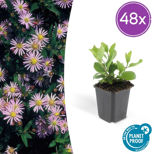 "Wildaster 'Asran' 48er-Set (Aster ageratoides) – winterharte Staude, Topf-Ø 9 cm, Höhe ca. 25 cm image"