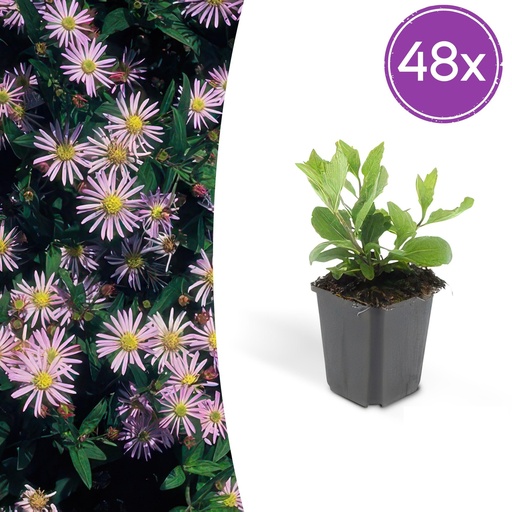 "Wildaster 'Asran' 48er-Set (Aster ageratoides) – winterharte Staude, Topf-Ø 9 cm, Höhe ca. 25 cm image"