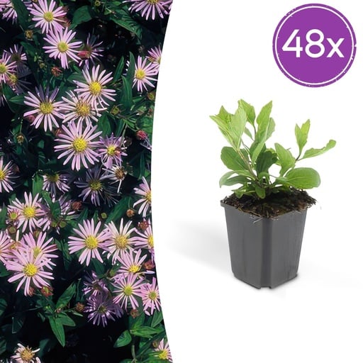 "Wildaster 'Asran' 48er-Set (Aster ageratoides) – winterharte Staude, Topf-Ø 9 cm, Höhe ca. 25 cm image"