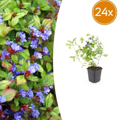"Chinesische Bleiwurz 24er-Set (Ceratostigma plumbaginoides) – winterharte Bodendecker-Staude, Topf-Ø 9 cm, Höhe ca. 25 cm image"