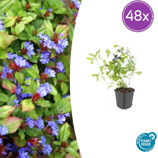 "48x Ceratostigma plumbaginoides  - ↕10-25cm - Ø9cm image"
