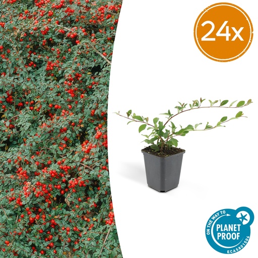 "24x Cotoneaster dam. 'Major' - ↕25cm - Ø9cm image"