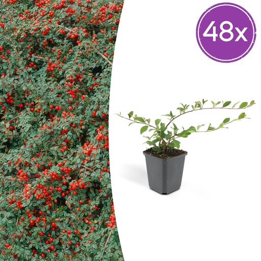 "Teppich-Zwergmispel 'Major' 48er-Set (Cotoneaster dammeri) – winterharter Bodendecker, Topf-Ø 9 cm, Höhe ca. 25 cm image"