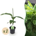 Obstpflanze - Bananenpflanze - Musa Basjoo - Winterhart - 2 Pflanzen - Topf 12 cm - Höhe 30 cm