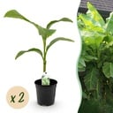 Obstpflanze - Bananenpflanze - Musa Basjoo - Winterhart - 2 Pflanzen - Topf 17 cm - Höhe 40 cm