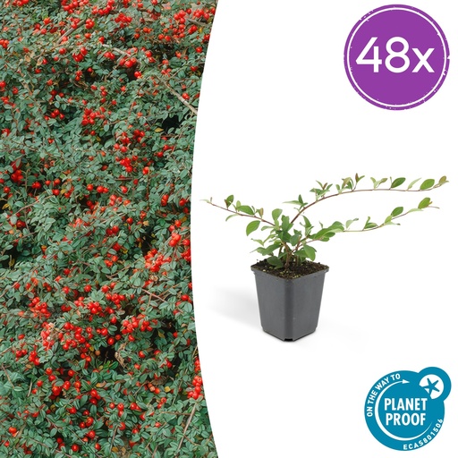 "48x Cotoneaster dammeri - ↕10-25cm - Ø9cm image"