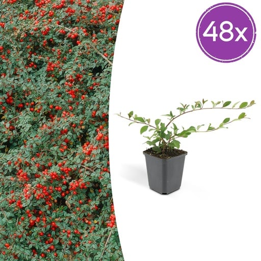 "Teppichmispel 48er-Set (Cotoneaster dammeri) – winterharter Bodendecker, Topf-Ø 9 cm, Höhe ca. 25 cm image"