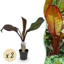 Obstpflanze - Bananenpflanze - Ensete ventricosum Maurelli - Winterhart - 2 Pflanzen - Topf 12cm Höhe 30cm