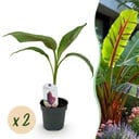 Obstpflanze - Bananenpflanze - Musa sikkemensis Red Tiger - Winterhart - 2 Pflanzen - Topf 12cm Höhe 30cm