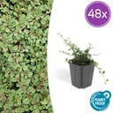 48x Cotoneaster pr. 'Queen of Carpets' - ↕10-25cm - Ø9cm