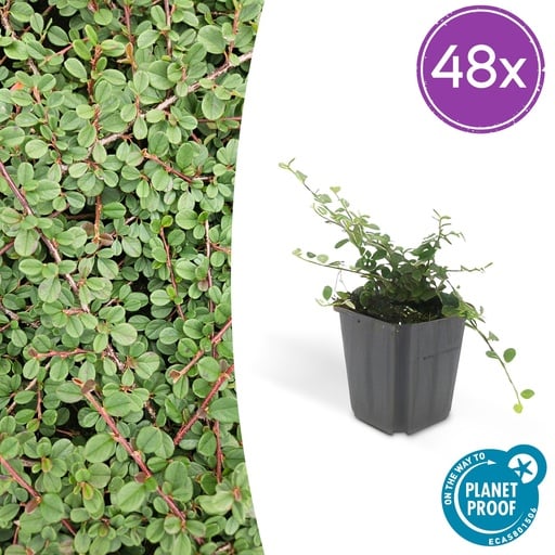 "48x Cotoneaster pr. 'Queen of Carpets' - ↕10-25cm - Ø9cm image"