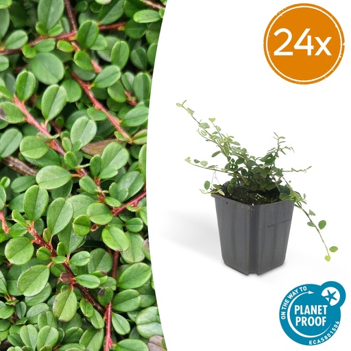 "24x Cotoneaster pr. 'Streib's Findling' - ↕10-25cm - Ø9cm image"