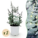 Terrassenpflanze - Eukalyptusbaum - Eucalyptus gunni - Grau - 2 Pflanzen - Winterhart - Topf 17cm Höhe 40cm
