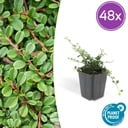 48x Cotoneaster pr. 'Streib's Findling' - ↕10-25cm - Ø9cm