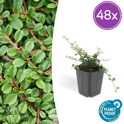 "Zwergmispel 'Streib' 48er-Set (Cotoneaster dammeri) – winterharter Bodendecker, Topf-Ø 9 cm, Höhe ca. 25 cm image"