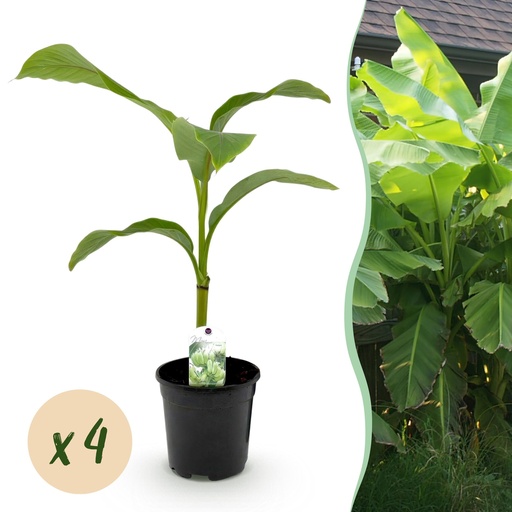 "Obstpflanze - Bananenpflanze - Musa Basjoo - Winterhart - 4 Pflanzen - Topf 17cm Höhe 40cm image"