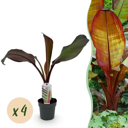 "Obstpflanze - Bananenpflanze - Ensete ventricosum Maurelli - Winterhart - 4 Pflanzen - Topf 12cm Höhe 30cm image"