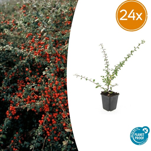 "24x Cotoneaster suec. 'Coral Beauty' - ↕10-25cm - Ø9cm image"