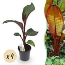 Obstpflanze - Bananenpflanze - Ensete ventricosum Maurelli - Winterhart - 4 Pflanzen - Topf 17 cm - Höhe 40 cm