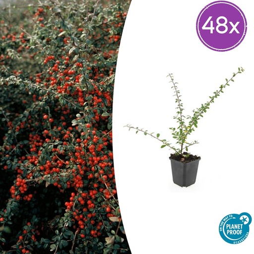 "48x Cotoneaster suec. 'Coral Beauty' - ↕10-25cm - Ø9cm image"