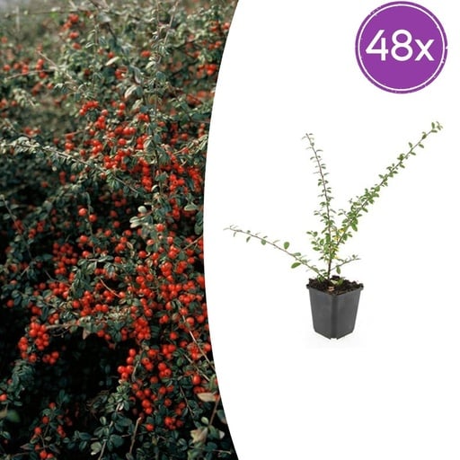 "Schwedische Zwergmispel 'Coral Beauty' 48er-Set (Cotoneaster suecicus) – winterharter Bodendecker, Topf-Ø 9 cm, Höhe ca. 25 cm image"