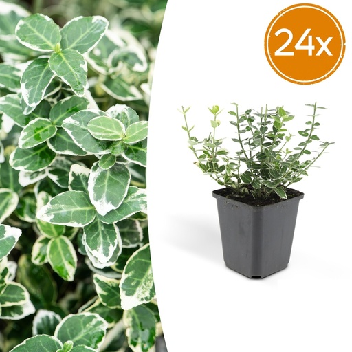 "Immergrüne Kriechspindel 'Emerald Gaiety' 24er-Set (Euonymus fortunei) – winterharter immergrüner Bodendecker, Topf-Ø 9 cm, Höhe ca. 25 cm image"