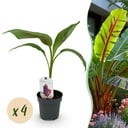 Obstpflanze - Bananenpflanze - Musa sikkemensis Red Tiger - Winterhart - 4 Pflanzen - Topf 12cm Höhe 30cm