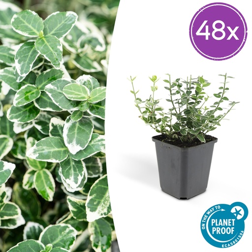 "Immergrüne Kriechspindel 'Emerald Gaiety' 48er-Set (Euonymus fortunei) – winterharter immergrüner Bodendecker, Topf-Ø 9 cm, Höhe ca. 25 cm image"