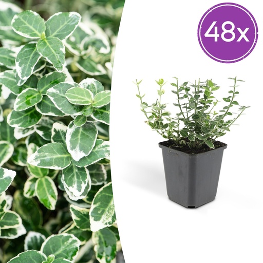"Immergrüne Kriechspindel 'Emerald Gaiety' 48er-Set (Euonymus fortunei) – winterharter immergrüner Bodendecker, Topf-Ø 9 cm, Höhe ca. 25 cm image"