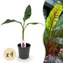 Obstpflanze - Bananenpflanze - Musa sikkemensis Red Tiger - Winterhart - 4 Pflanzen - Topf 17cm Höhe 40cm