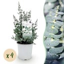 Terrassenpflanze - Eukalyptusbaum - Eucalyptus gunni - Grau - 4 Pflanzen - Winterhart - Topf 17cm Höhe 40cm