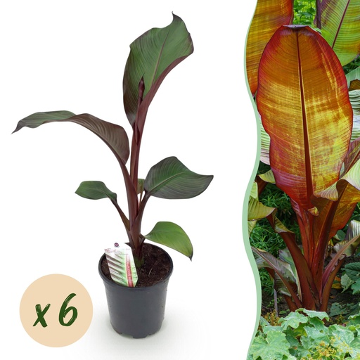 "Obstpflanze - Bananenpflanze - Ensete ventricosum Maurelli - Winterhart - 6 Pflanzen - Topf 17cm Höhe 40cm image"