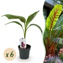 Obstpflanze - Bananenpflanze - Musa sikkemensis Roter Tiger - Winterhart - 6 Pflanzen - Topf 12cm Höhe 30cm