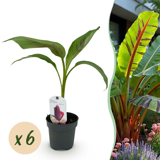 "Obstpflanze - Bananenpflanze - Musa sikkemensis Roter Tiger - Winterhart - 6 Pflanzen - Topf 12cm Höhe 30cm image"