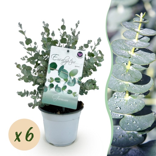 "Terrassenpflanze - Eukalyptusbaum - Eucalyptus gunni - Grau - 6 Pflanzen - Winterhart - Topf 14 cm - Höhe 30 cm image"