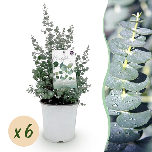 "Terrassenpflanze - Eukalyptusbaum - Eukalyptus gunnii - Grau - 6 Pflanzen - Winterhart - Topf 17cm Höhe 40cm image"