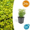 24x Euonymus fort. 'Emerald 'n Gold' - ↕10-25cm - Ø9cm