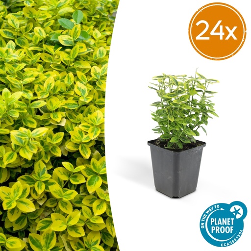 "Kriechspindel 'Emerald ' 24er-Set (Euonymus fortunei) – winterharter immergrüner Bodendecker, Topf-Ø 9 cm, Höhe ca. 25 cm image"