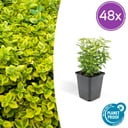 48x Euonymus fort. 'Emerald 'n Gold’ - ↕10-25cm - Ø9cm