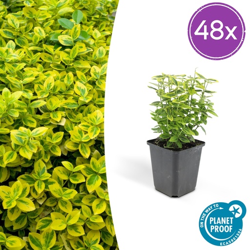 "48x Euonymus fort. 'Emerald 'n Gold’ - ↕10-25cm - Ø9cm image"