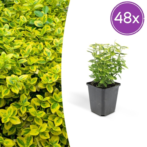 "Kriechspindel 'Emerald ' 48er-Set (Euonymus fortunei) – winterharter immergrüner Bodendecker, Topf-Ø 9 cm, Höhe ca. 25 cm image"