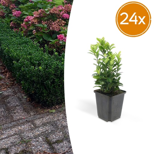 "Japanischer Spindelstrauch 'Green Spire' 24er-Set (Euonymus japonicus) – winterharter immergrüner Strauch, Topf-Ø 9 cm, Höhe ca. 10–25 cm image"