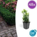 48x Euonymus jap. Green Spire - ↕10-25cm - Ø9cm