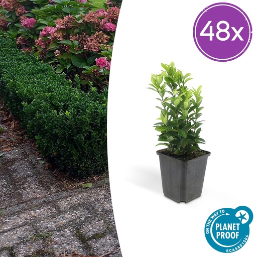 "48x Euonymus jap. Green Spire - ↕10-25cm - Ø9cm image"
