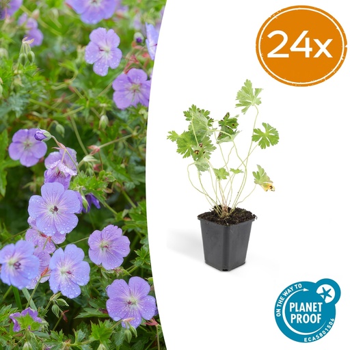 "Storchschnabel 24er-Set (Geranium romanum) – winterharte Staude, Topf-Ø 9 cm, Höhe ca. 25 cm image"