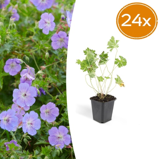 "Storchschnabel 24er-Set (Geranium romanum) – winterharte Staude, Topf-Ø 9 cm, Höhe ca. 25 cm image"