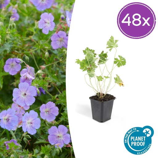 "48x Geranium Rozanne - ↕10-25cm - Ø9cm image"